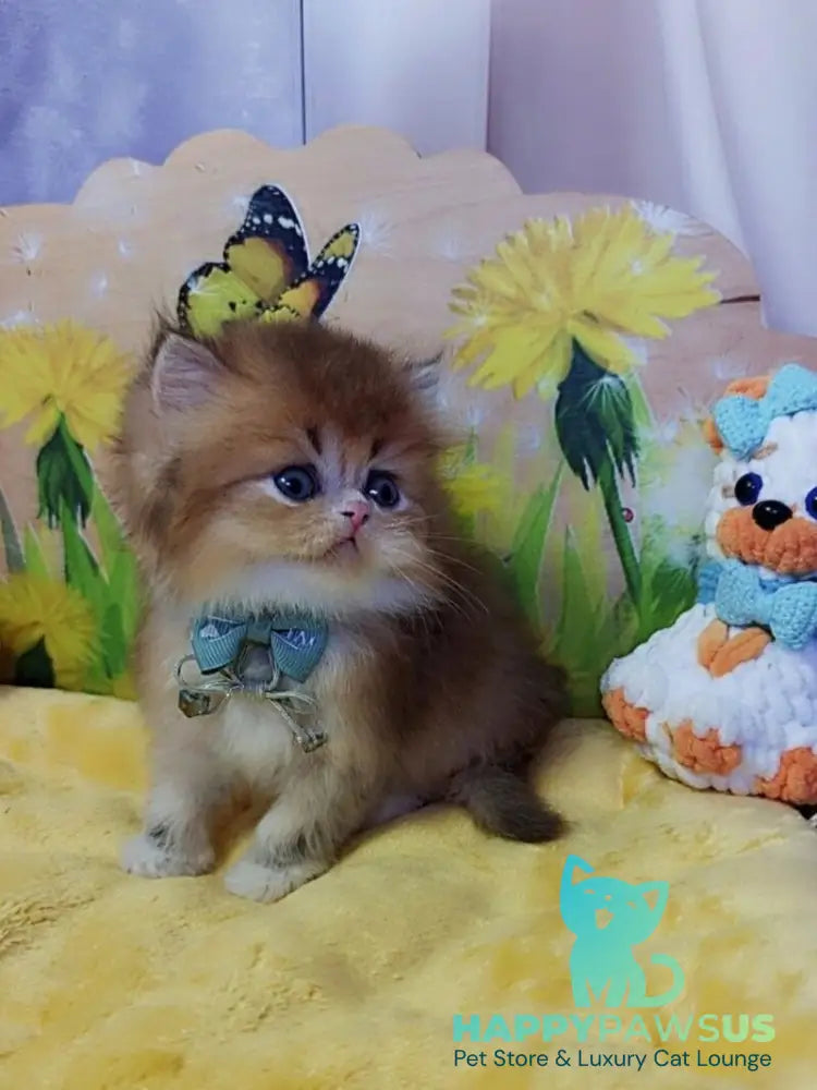 Noir British Longhair male black golden ticked tabby bicolour - live animals