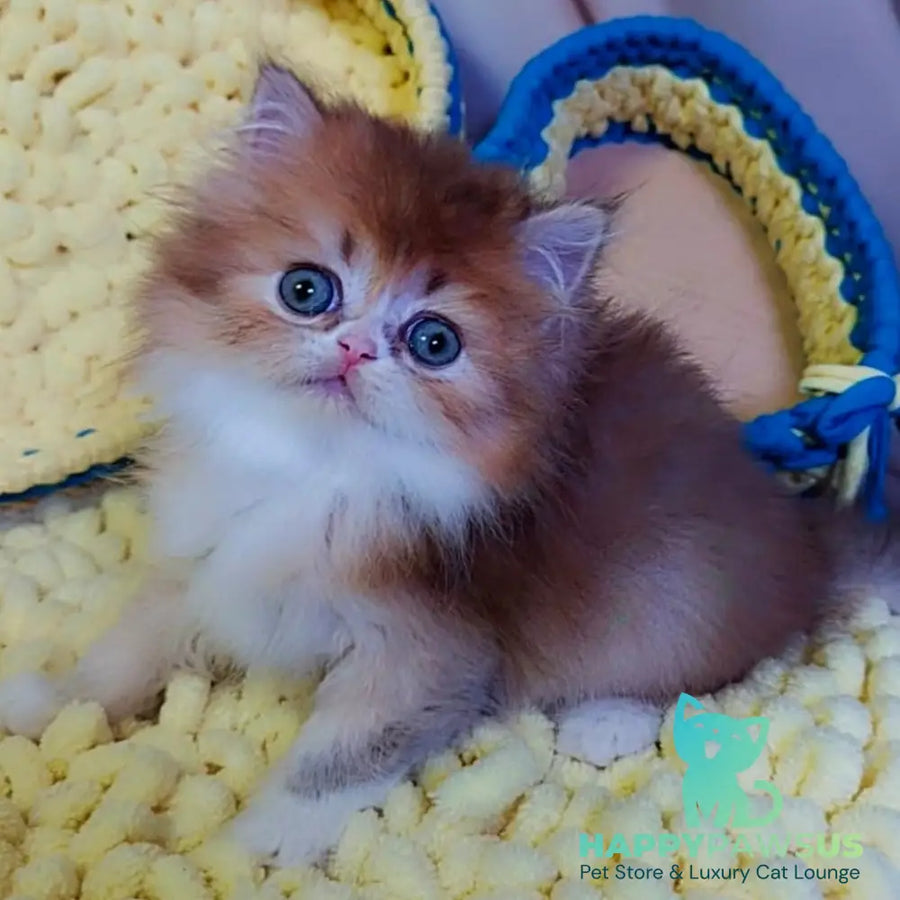 Noir British Longhair male black golden ticked tabby bicolour - live animals