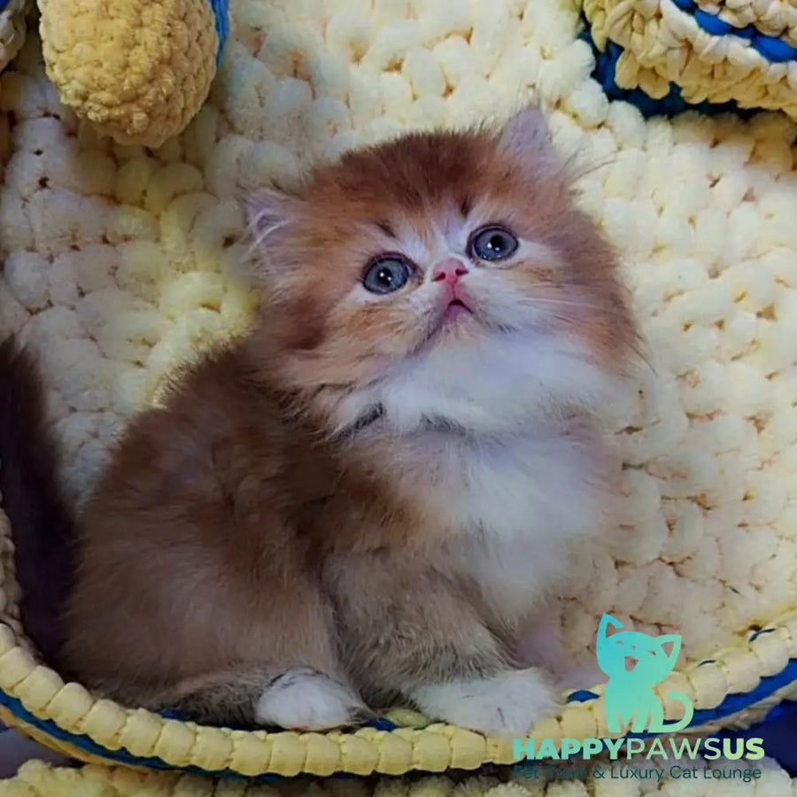 Noir British Longhair male black golden ticked tabby bicolour - live animals
