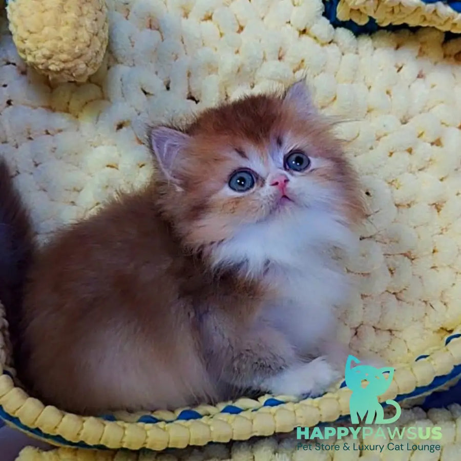 Noir British Longhair male black golden ticked tabby bicolour - live animals