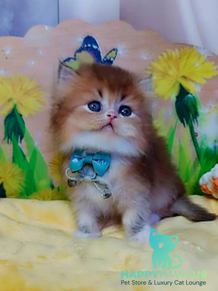 Noir British Longhair male black golden ticked tabby bicolour - live animals
