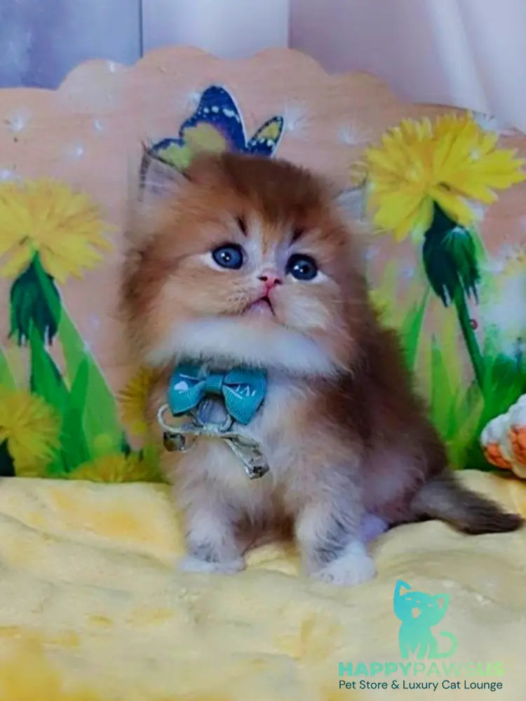 Noir British Longhair male black golden ticked tabby bicolour - live animals