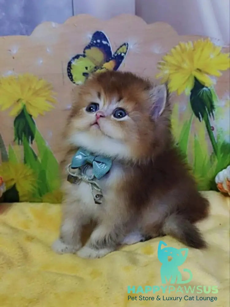 Noir British Longhair male black golden ticked tabby bicolour - live animals