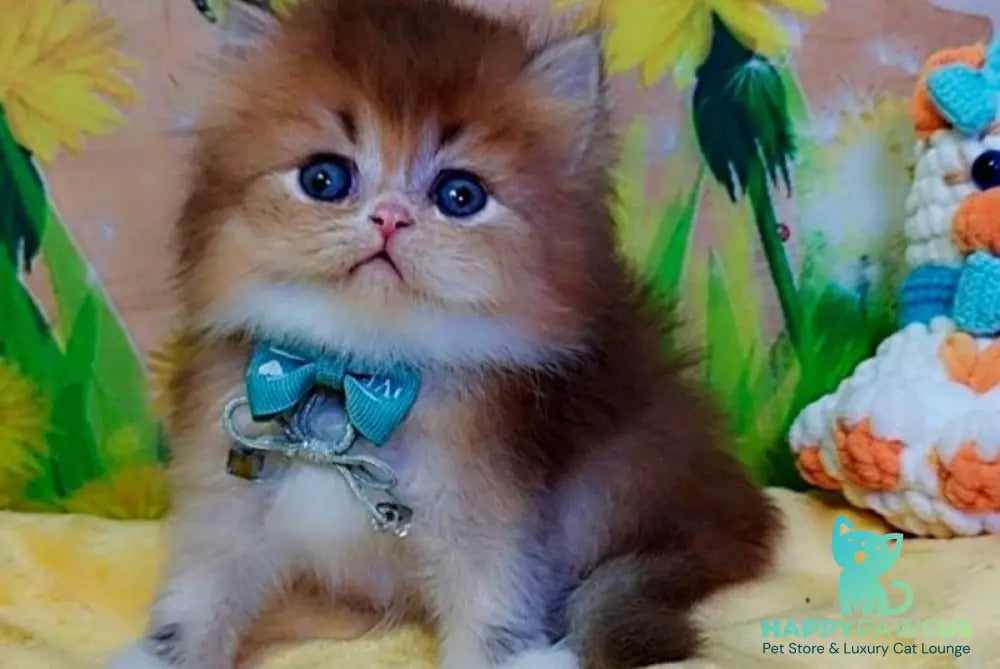 Noir British Longhair male black golden ticked tabby bicolour - live animals