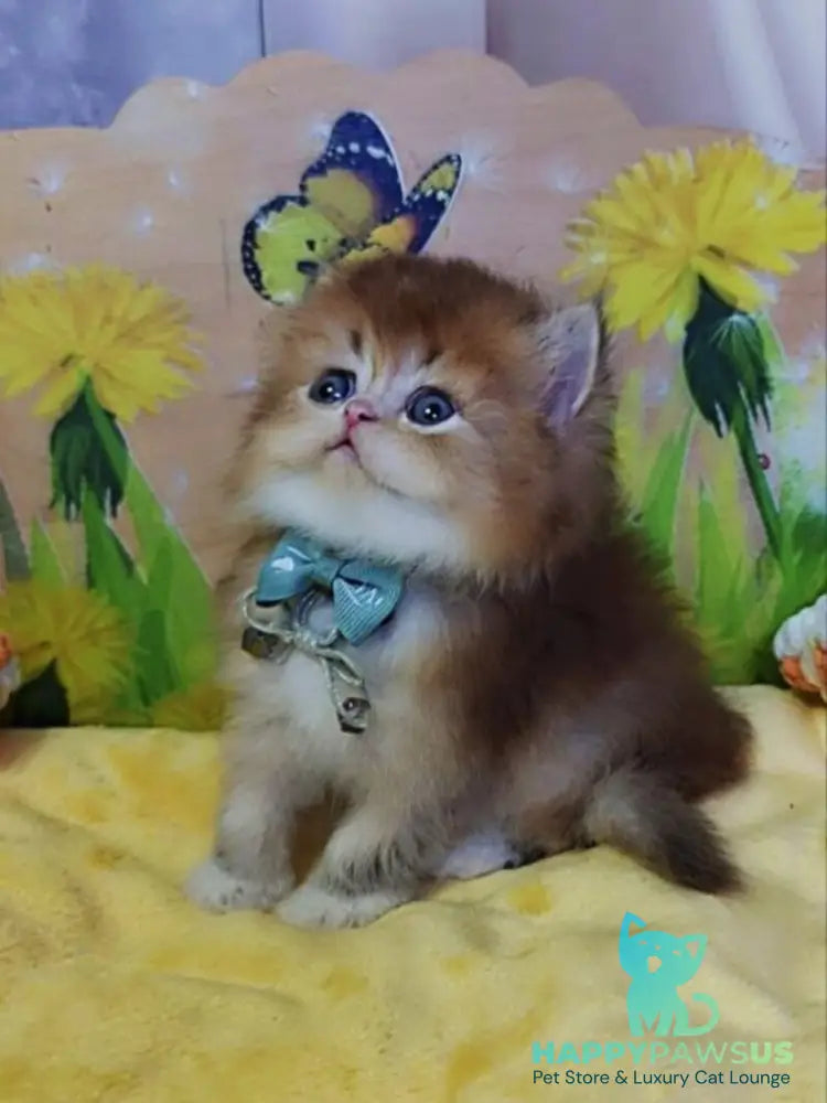 Noir British Longhair male black golden ticked tabby bicolour - live animals