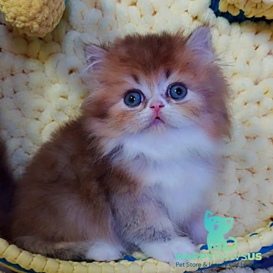 Noir British Longhair male black golden ticked tabby bicolour - live animals