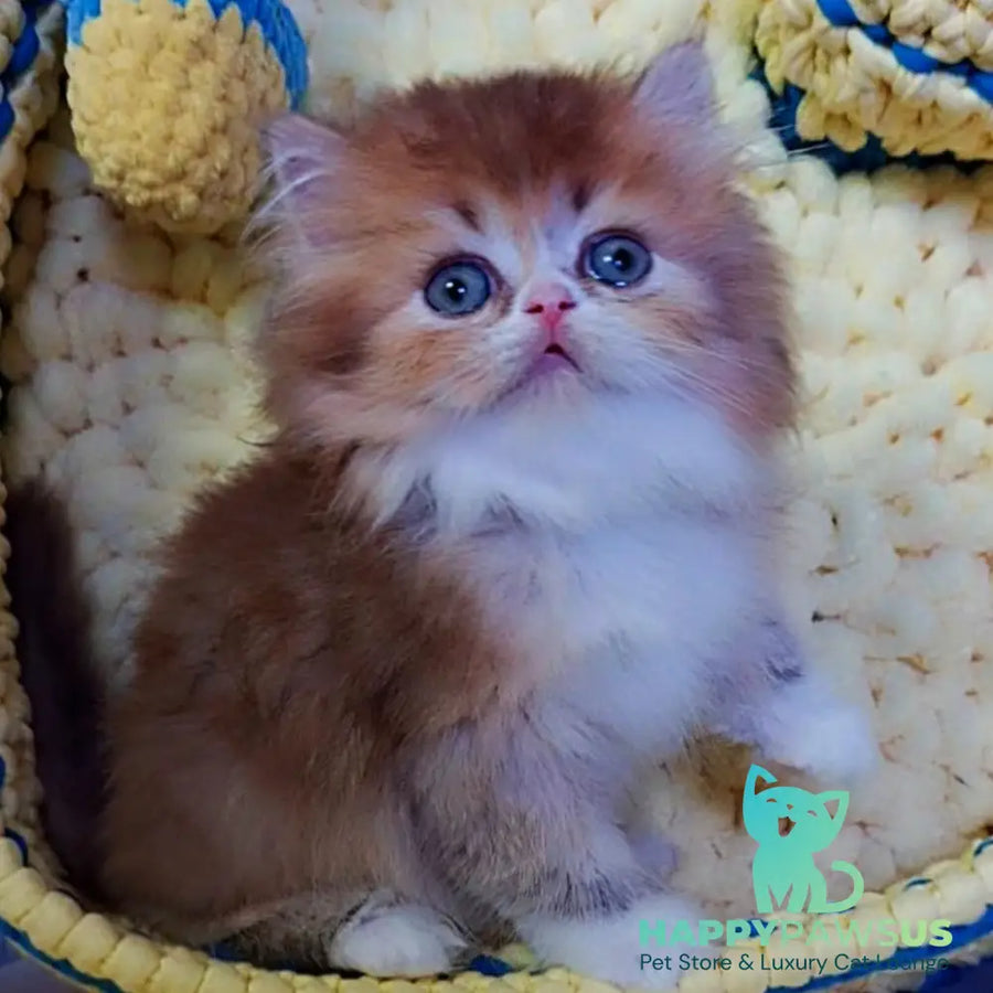 Noir British Longhair male black golden ticked tabby bicolour - live animals