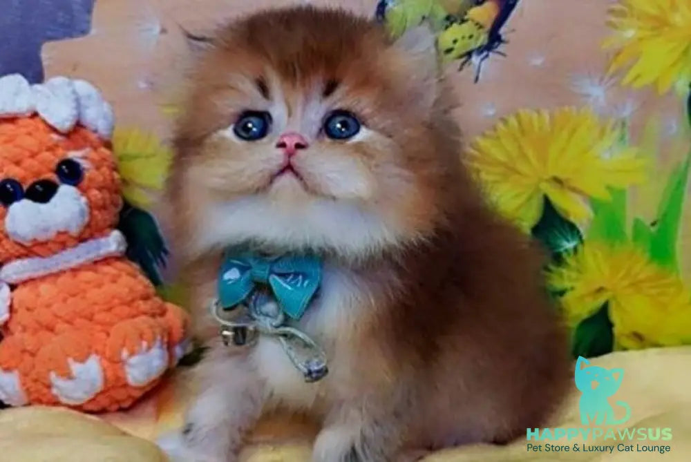 Noir British Longhair male black golden ticked tabby bicolour - live animals