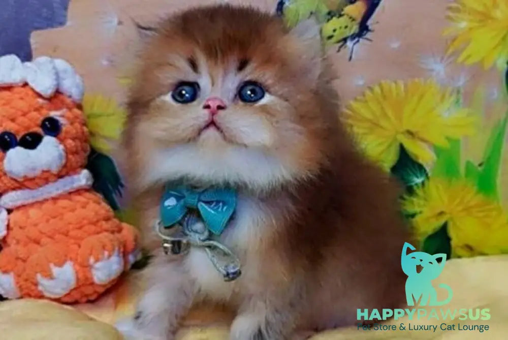 Noir British Longhair male black golden ticked tabby bicolour - live animals