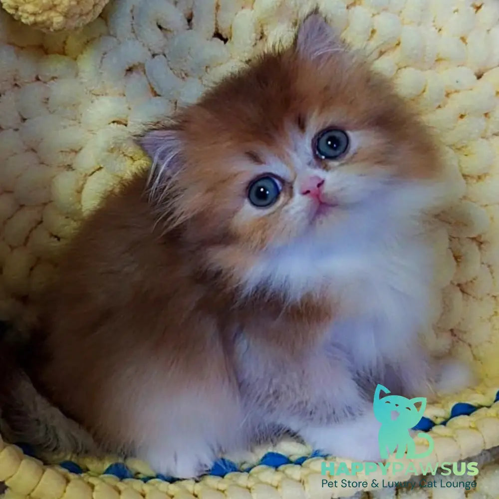 Noir British Longhair male black golden ticked tabby bicolour - live animals