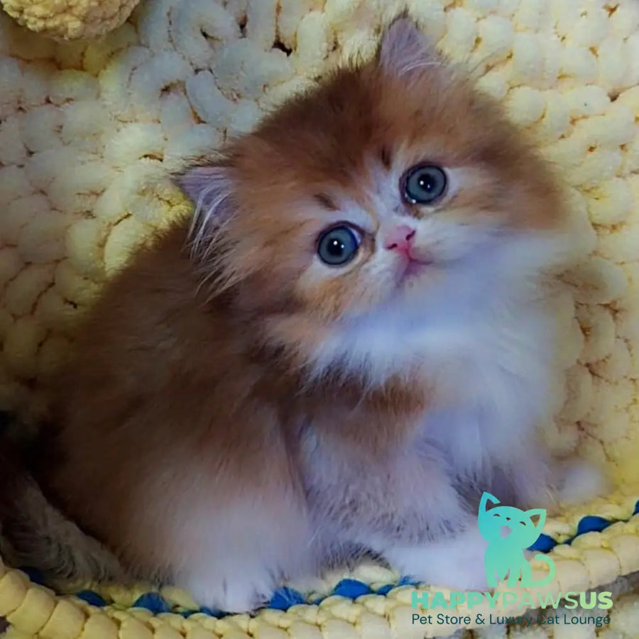 Noir British Longhair male black golden ticked tabby bicolour - live animals