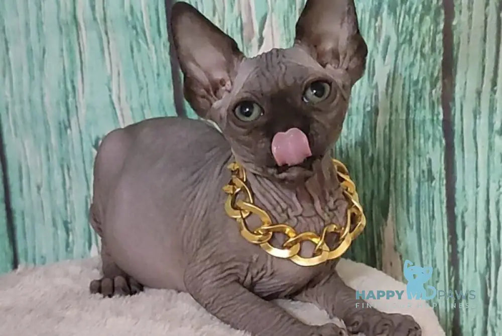 Noir Canadian Sphynx male black - live animals