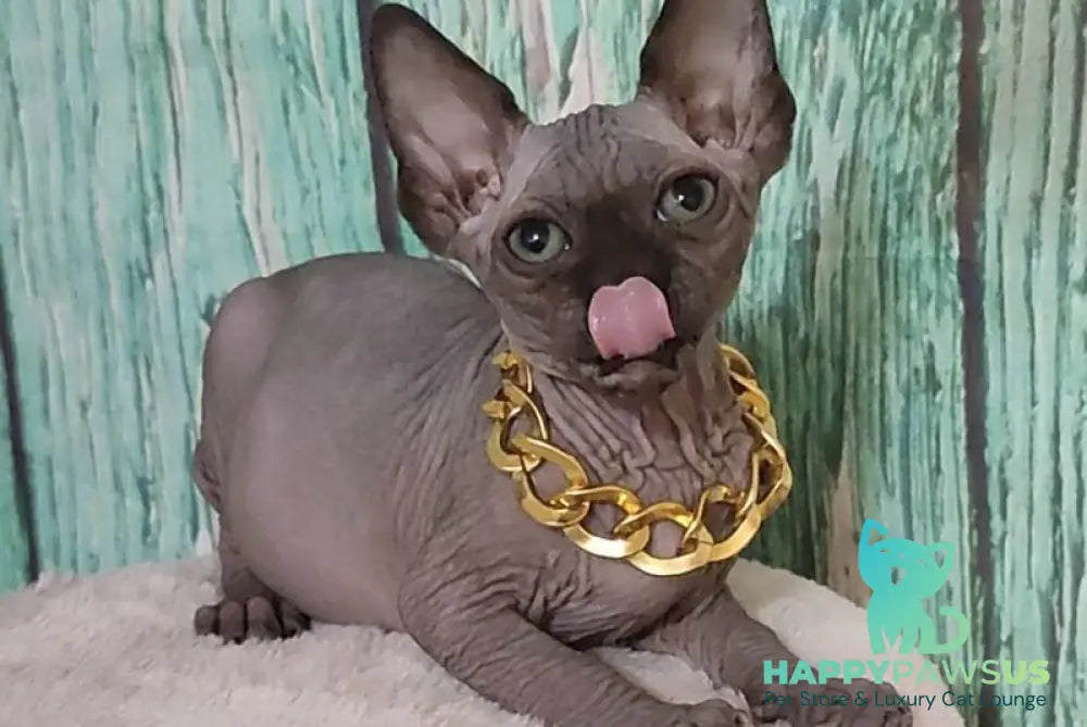 Noir Canadian Sphynx male black - live animals
