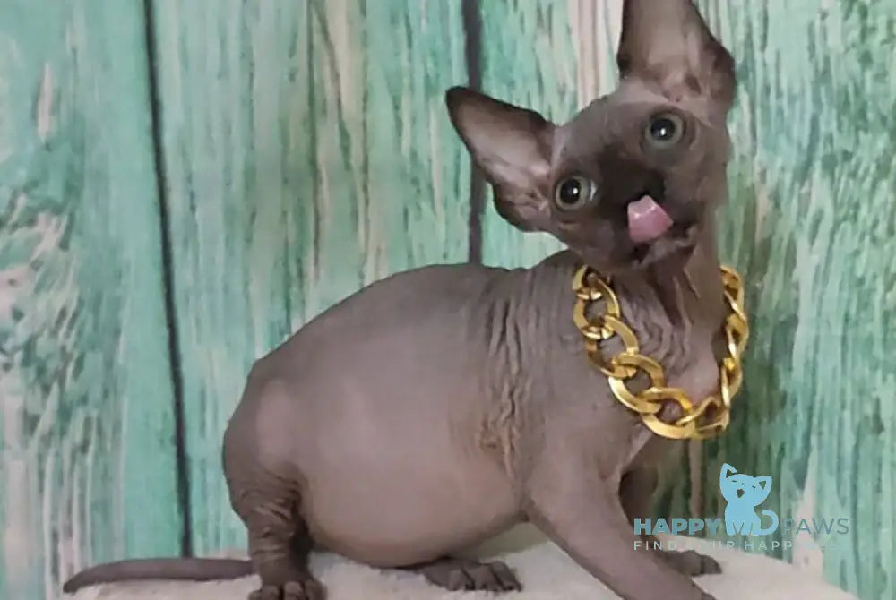Noir Canadian Sphynx male black - live animals
