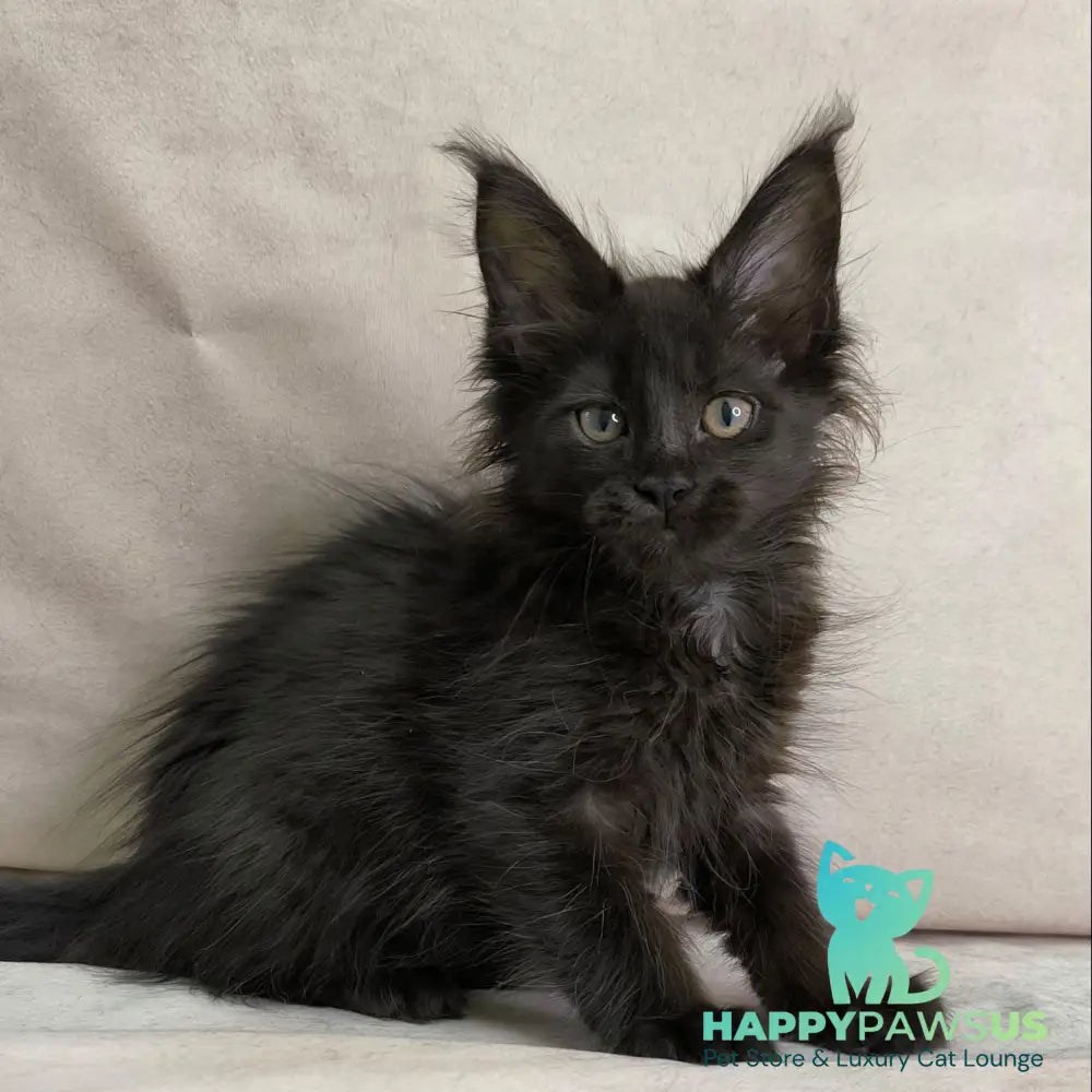 Noir Maine Coon female black - live animals