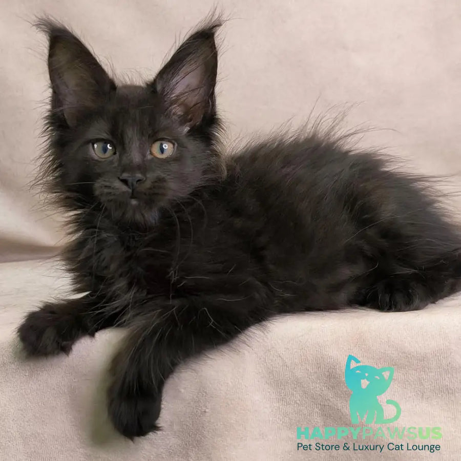 Noir Maine Coon female black - live animals