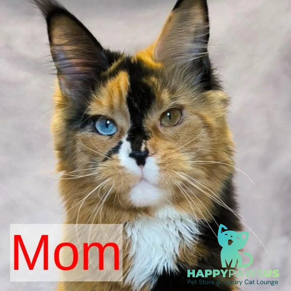 Noir Maine Coon female black - live animals