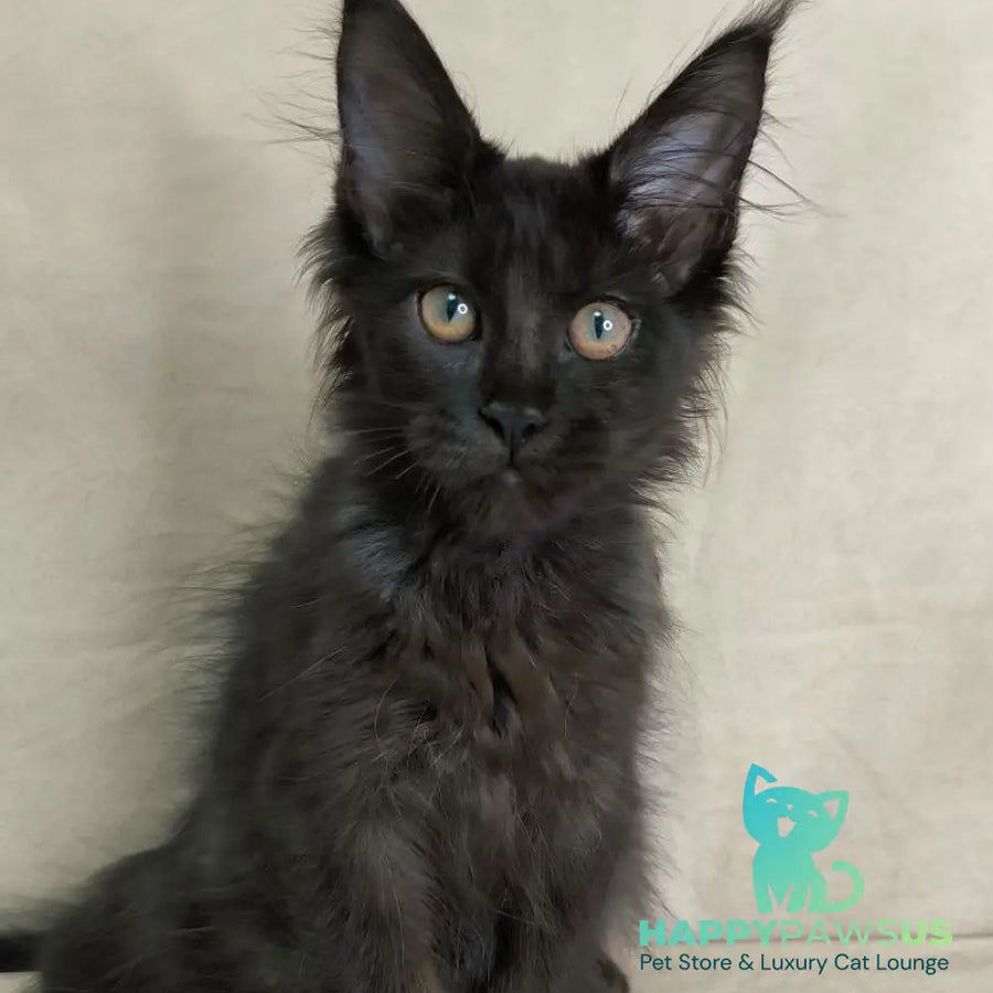 Noir Maine Coon female black - live animals