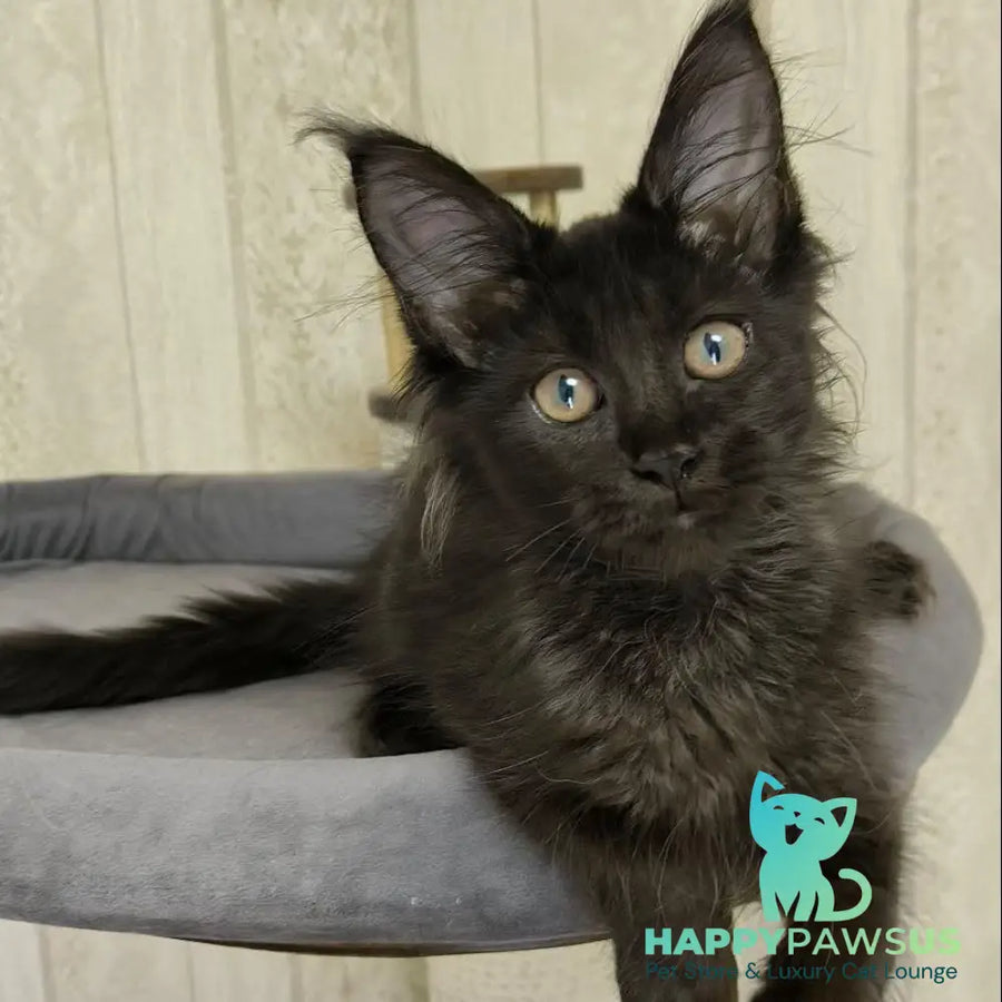 Noir Maine Coon female black - live animals