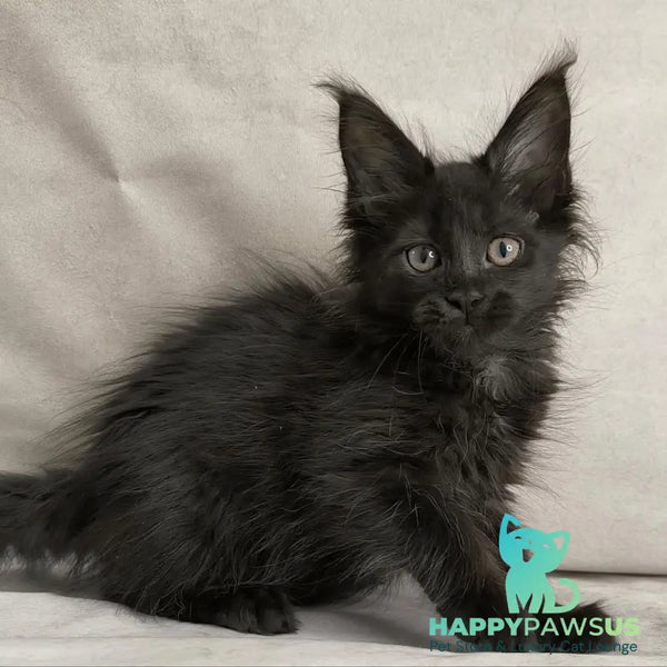 Noir Maine Coon female black - live animals