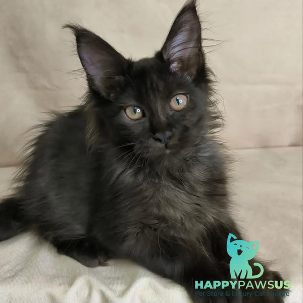 Noir Maine Coon female black - live animals