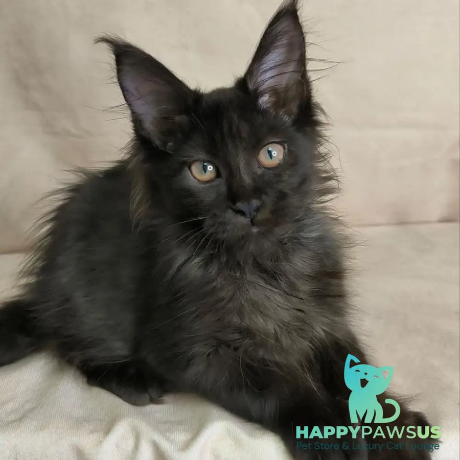 Noir Maine Coon female black - live animals