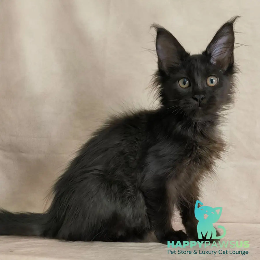 Noir Maine Coon female black - live animals