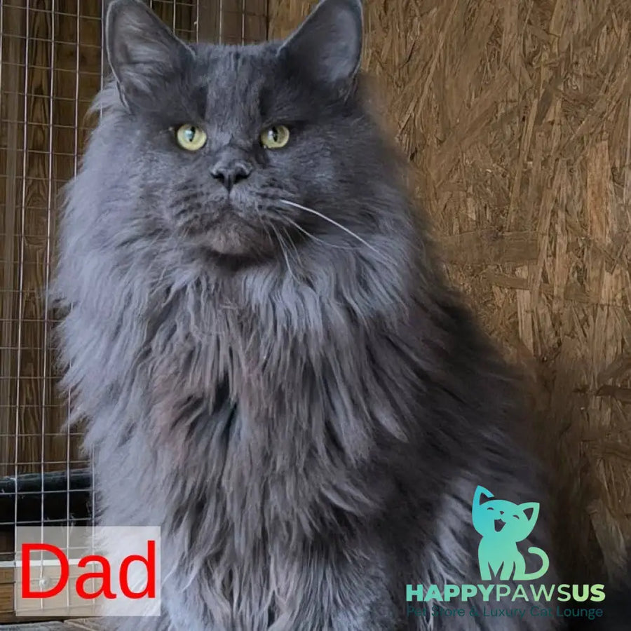 Noir Maine Coon female black - live animals
