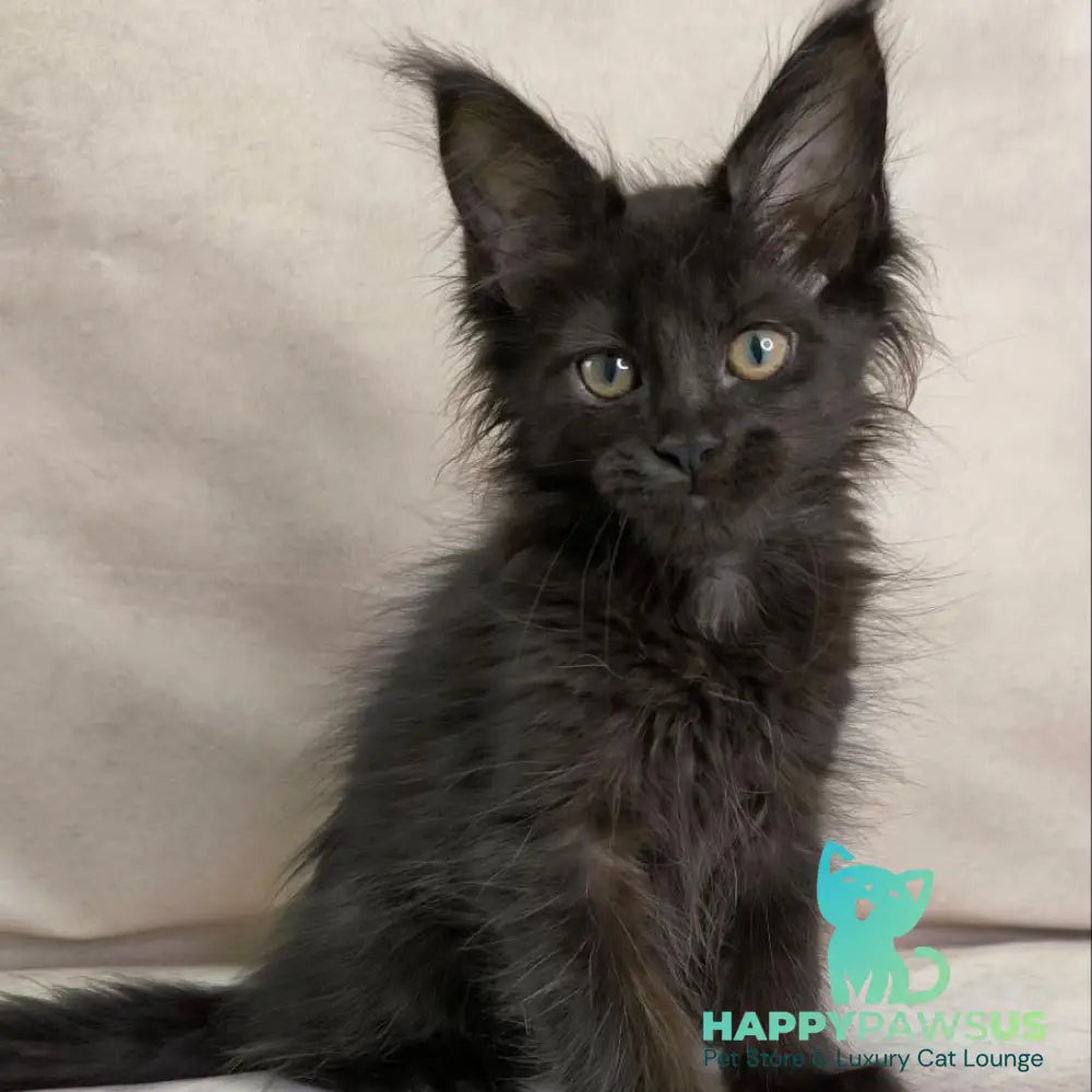 Noir Maine Coon female black - live animals