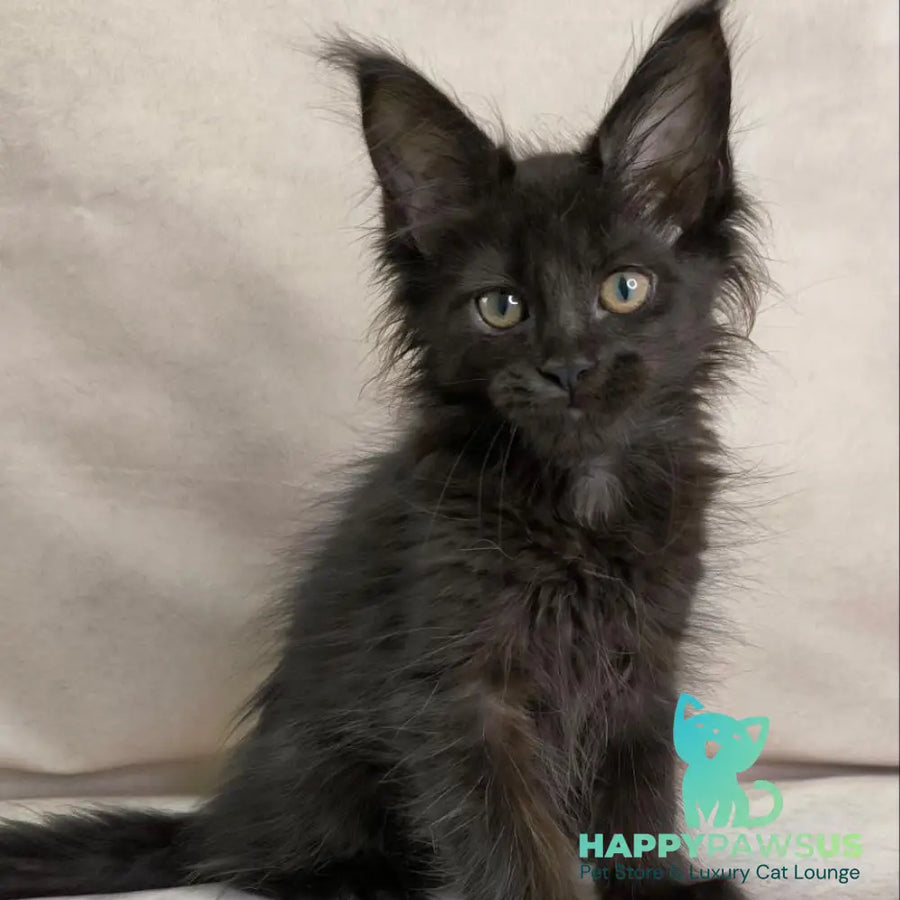 Noir Maine Coon female black - live animals