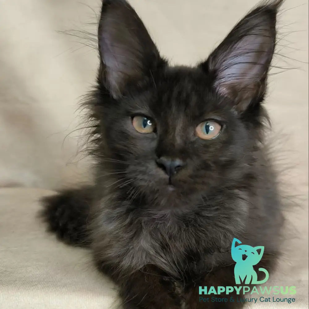 Noir Maine Coon female black - live animals