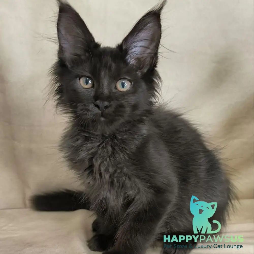Noir Maine Coon female black - live animals