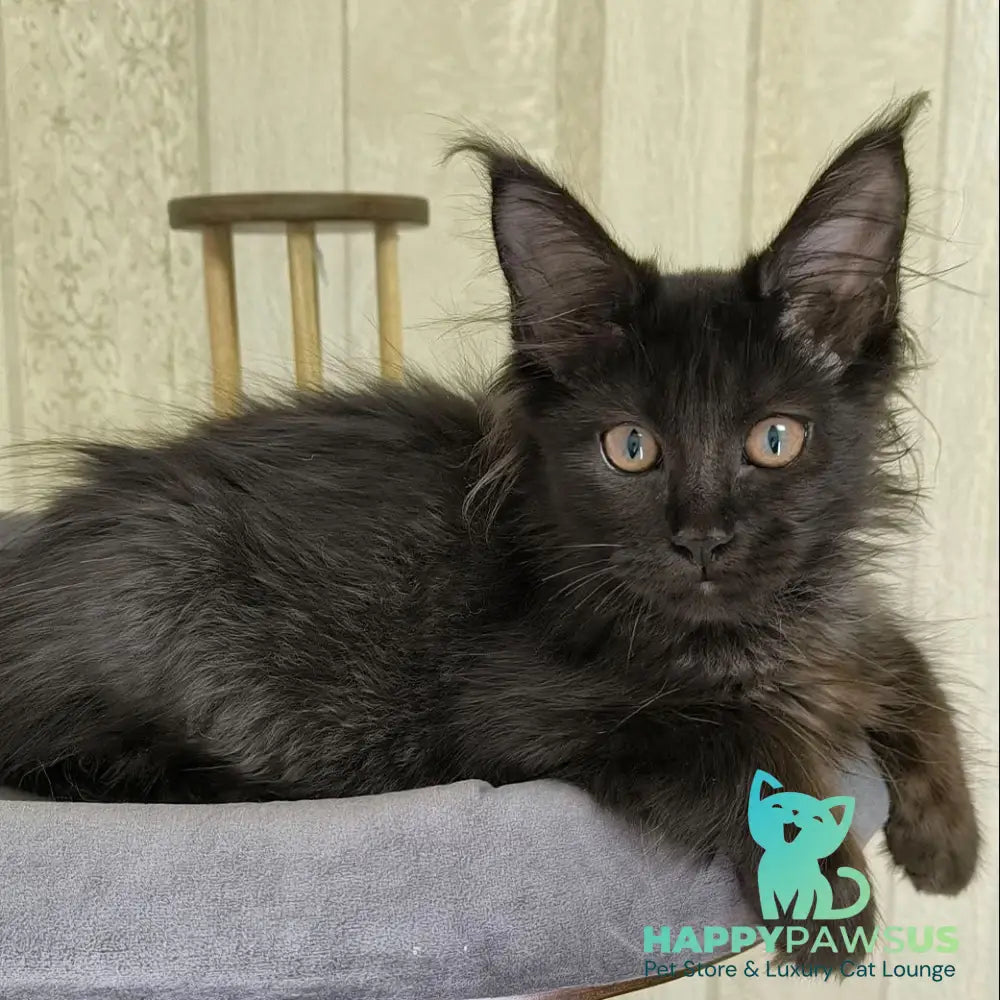 Noir Maine Coon female black - live animals