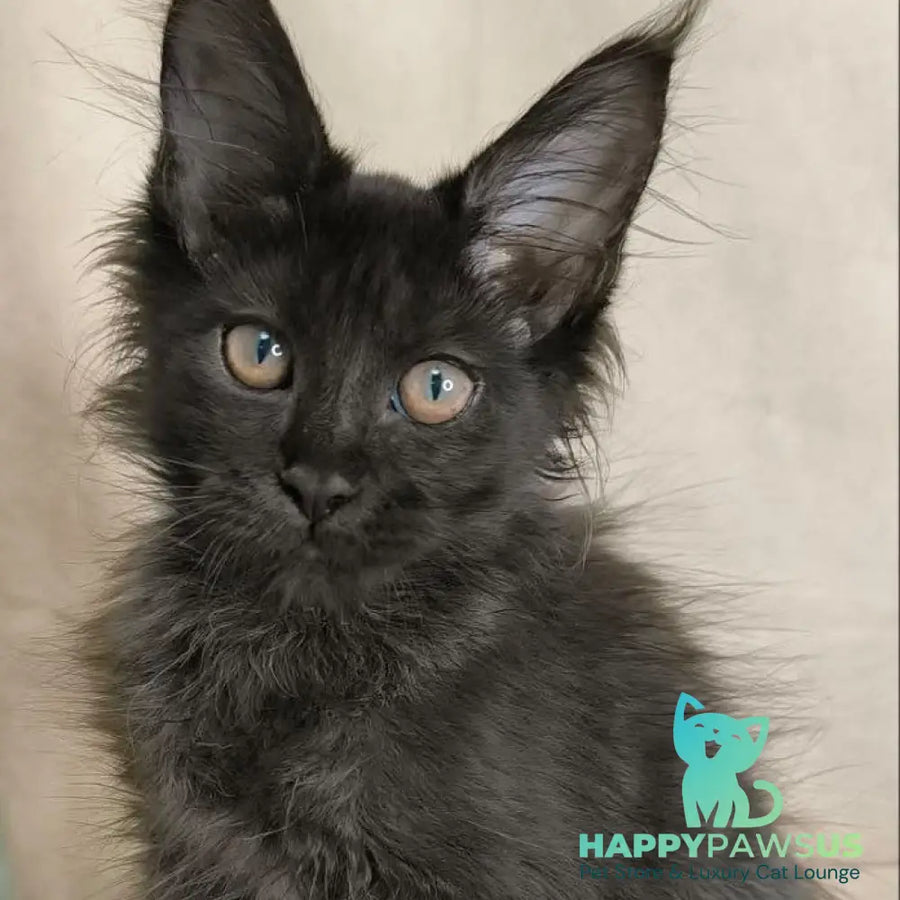 Noir Maine Coon female black - live animals