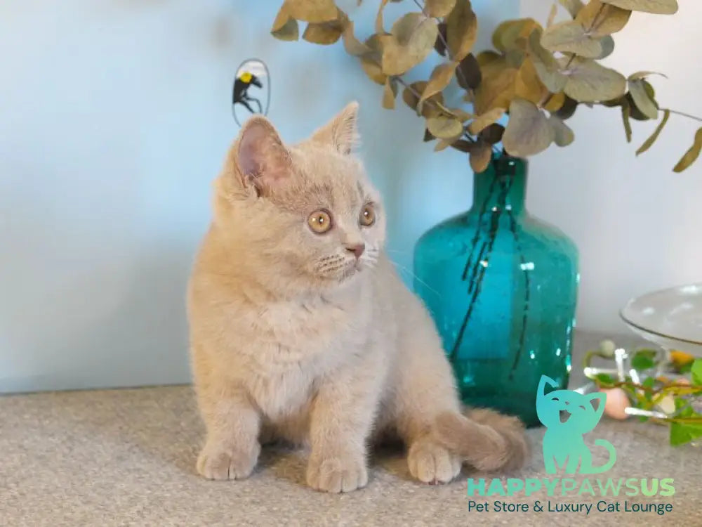 Nola British Shorthair female lilac - live animals