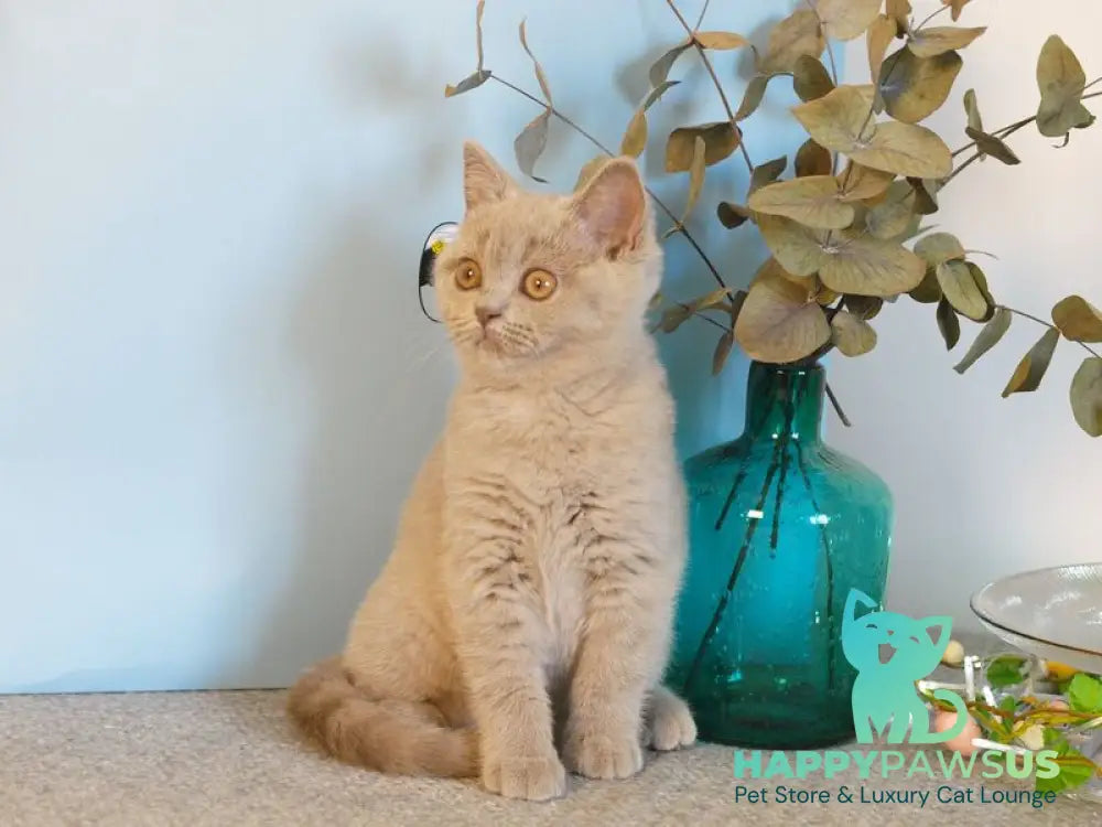 Nola British Shorthair female lilac - live animals