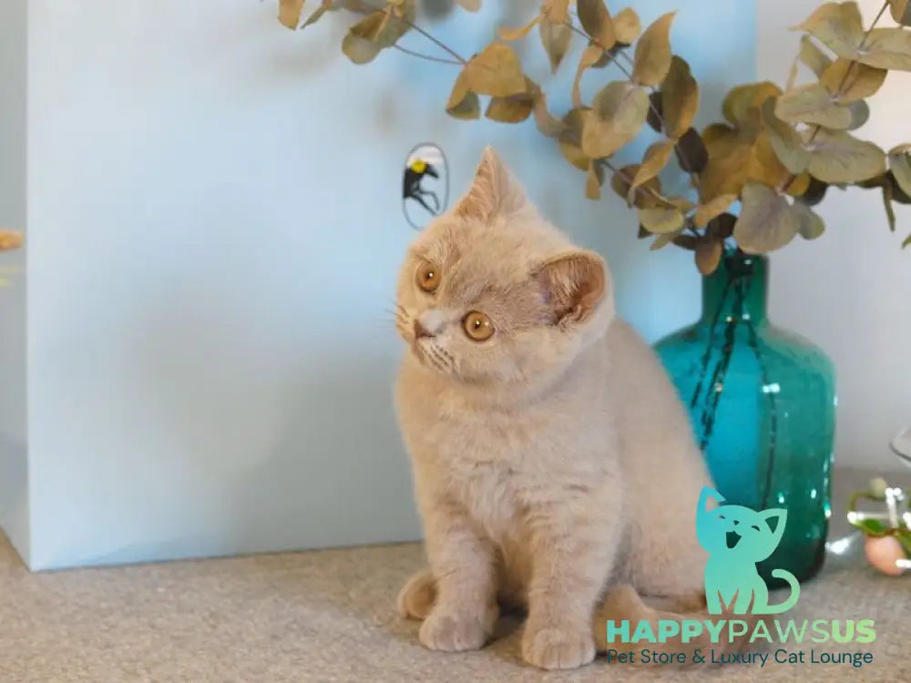 Nola British Shorthair female lilac - live animals