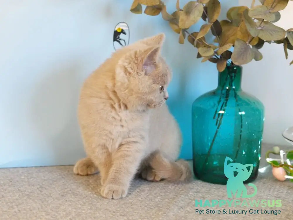 Nola British Shorthair female lilac - live animals