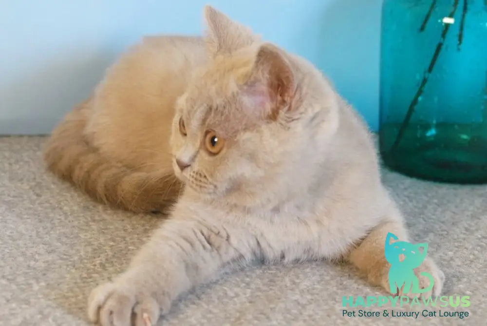 Nola British Shorthair female lilac - live animals