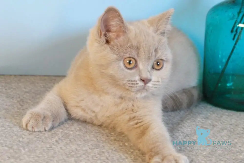 Nola British Shorthair female lilac - live animals