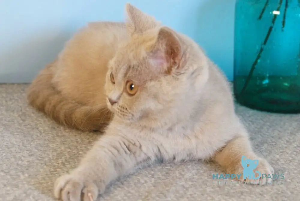 Nola British Shorthair female lilac - live animals