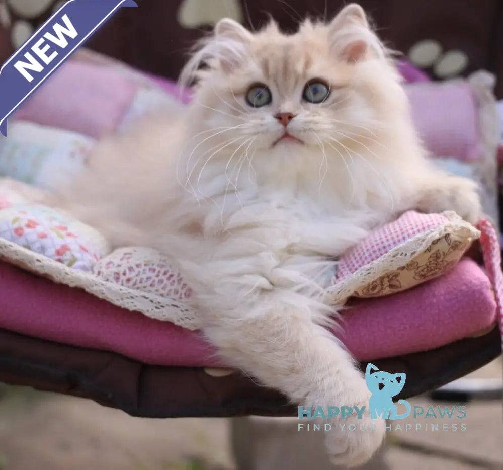 Nolan British Longhair male lilac golden shaded live animals