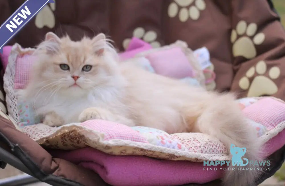 Nolan British Longhair male lilac golden shaded live animals