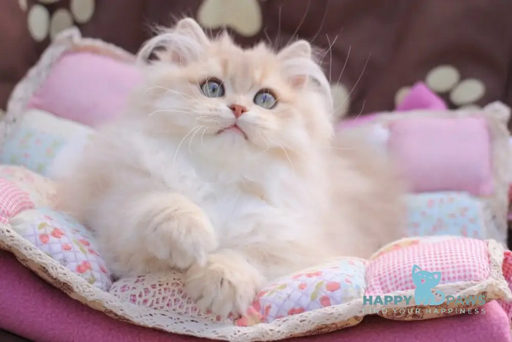 Nolan British Longhair male lilac golden shaded live animals