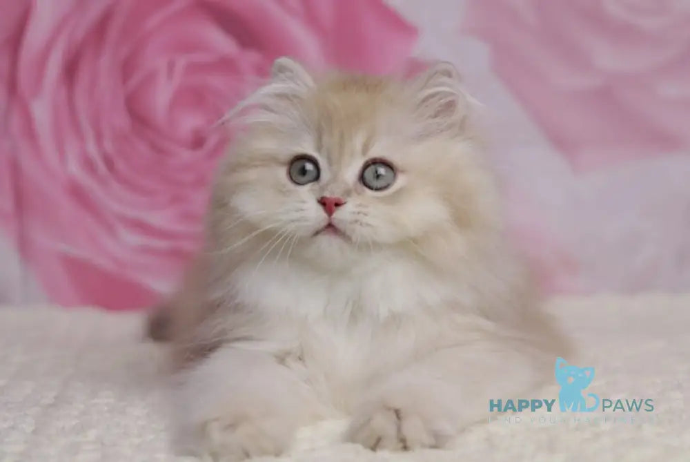 Nolan British Longhair male lilac golden shaded live animals