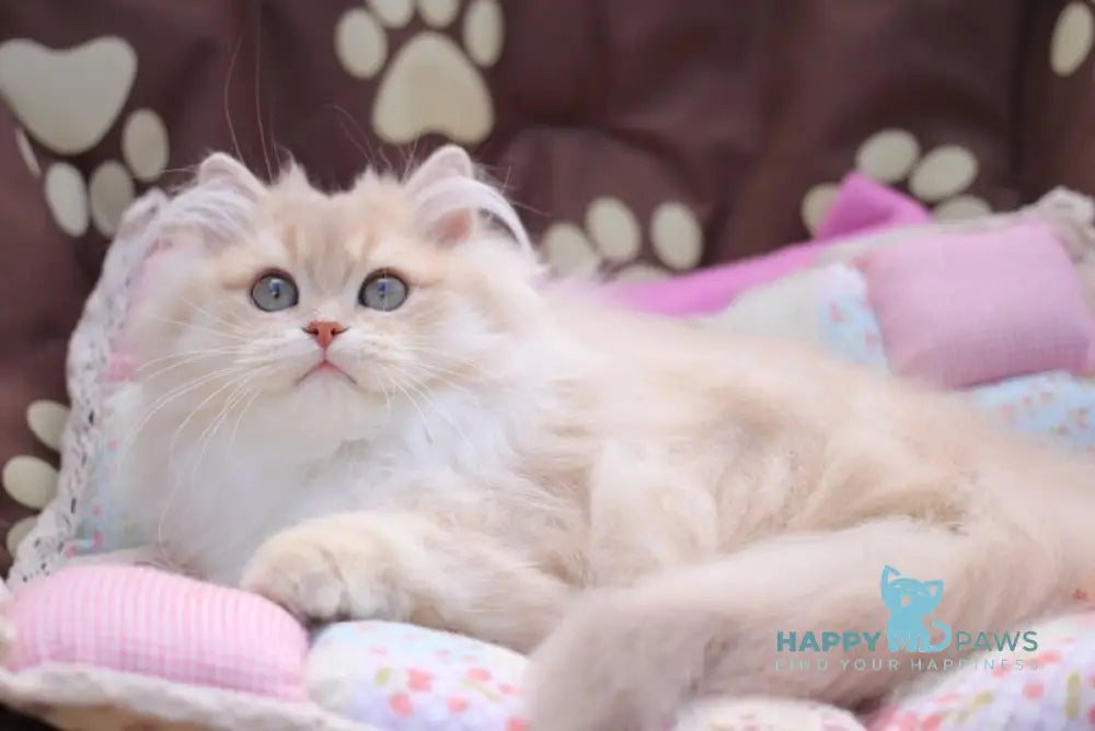 Nolan British Longhair male lilac golden shaded live animals