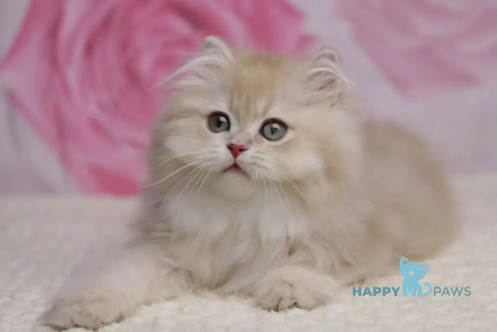 Nolan British Longhair male lilac golden shaded live animals
