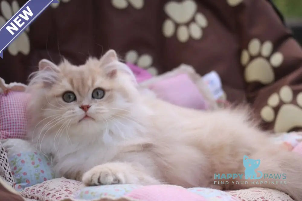Nolan British Longhair male lilac golden shaded live animals