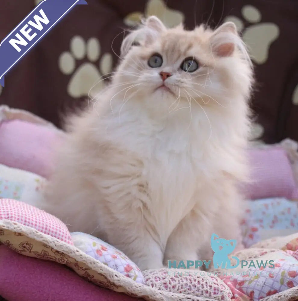 Nolan British Longhair male lilac golden shaded live animals