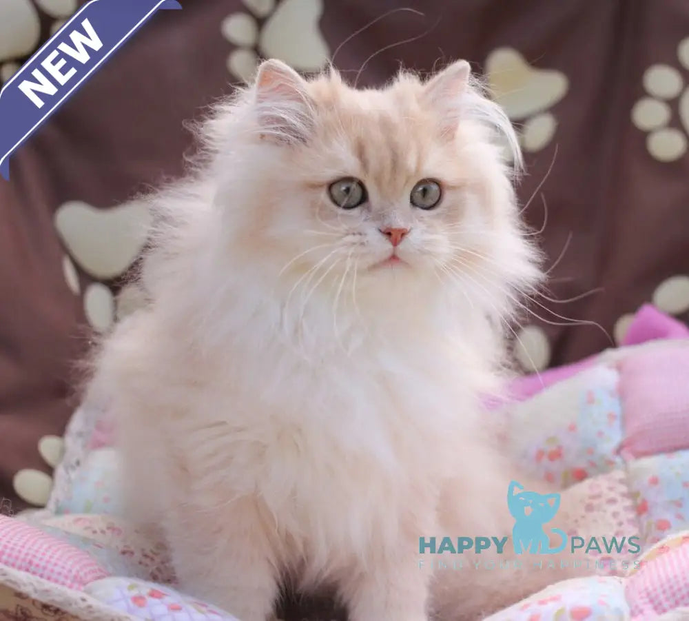 Nolan British Longhair male lilac golden shaded live animals